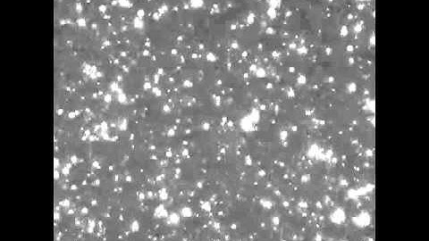 Video 20 nm gold particles and agglomerates in the electrophoresis set-up of ZetaView