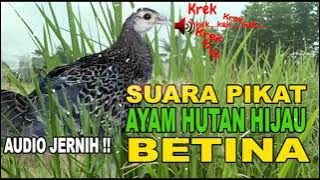 Suara PIKAT #AyamHutanHIJAU #BETINA Panggil Kawan kawannya langsung berdatangan