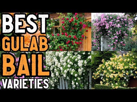 climbing-rose-varieties-in-pakistan-and-india---best-rose-climber-varieties-in-urdu-and-hindi