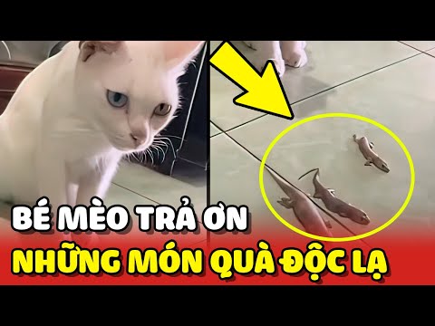 Bé mèo hoang TẶNG QUÀ TRẢ ƠN nuôi dưỡng khiến cô chủ TRẦM CẢM 😂 | Yêu Lu