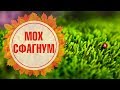 МОХ СФАГНУМ 🌺 Как применять сфагнум в комнатном цветоводстве? 🌺 Полезные советы hitsadTV