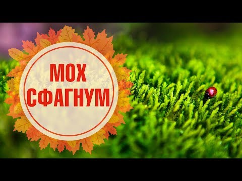 Видео: Как использовать сушеный мох сфагнум?
