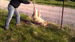 man frees wolf from fence.
