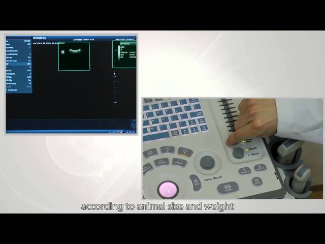 Mindray DP-50 Vet ветеринарный портативный УЗИ аппарат