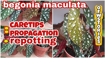 OFW STORIES:BEGONIA MACULATA//CARE TIPS//PROPAGATION//REPOTTING//THE OFW WAY