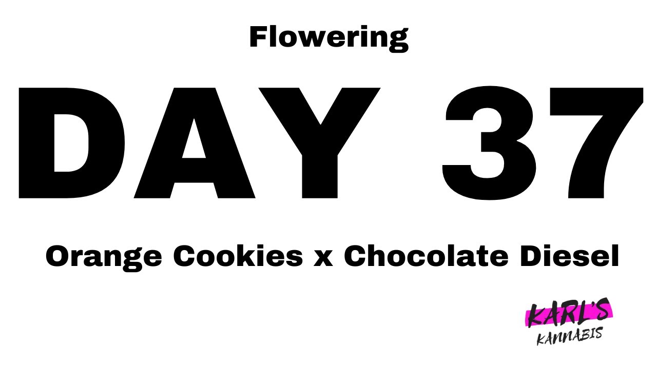🌿 Flowering Day 37 - Orange Cookies x Chocolate Diesel Cannabis Strain - Medical Marijuana 🌸
