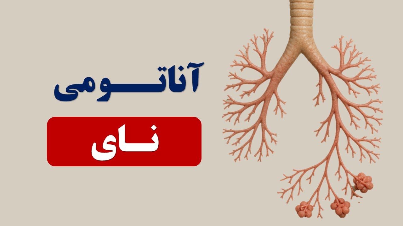 از نای تا آلوئولها؛ سفر هوا در ریه را در ۱۰ دقیقه یاد بگیرید - YouTube