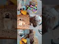 #dogshorts #dogbirthday #doglove #doghappiness #doglife #pets