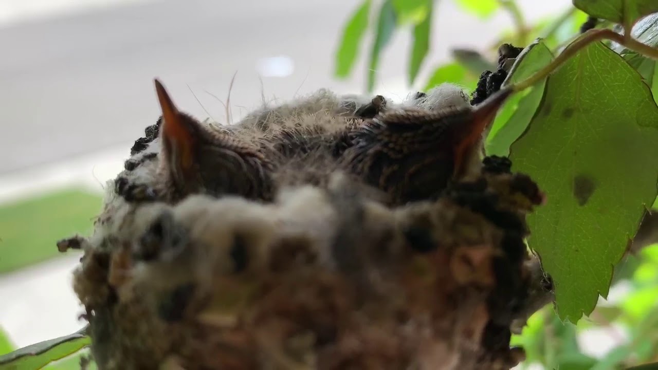 Hummingbird Pooping Baby hummingbirds pooping - YouTube