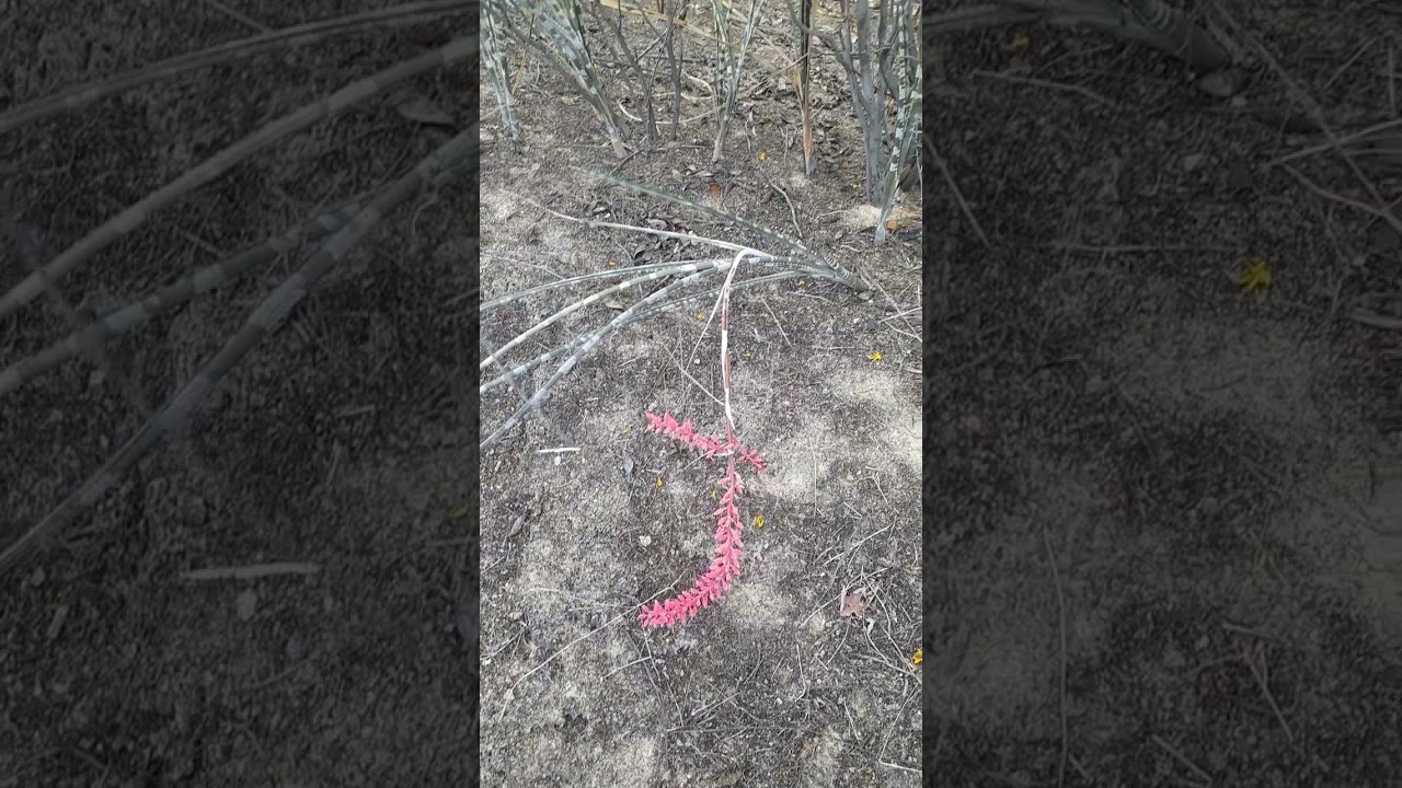 ESA PLANTA ELA CHAMA DE CROAR SERVE PRA FASER CORDA