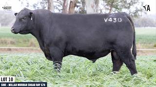 LOT 10: ASCOT VOLT V430