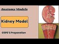 Kidney Anatomy Model: OSPE Preparation Guide  | Dr KS Academy