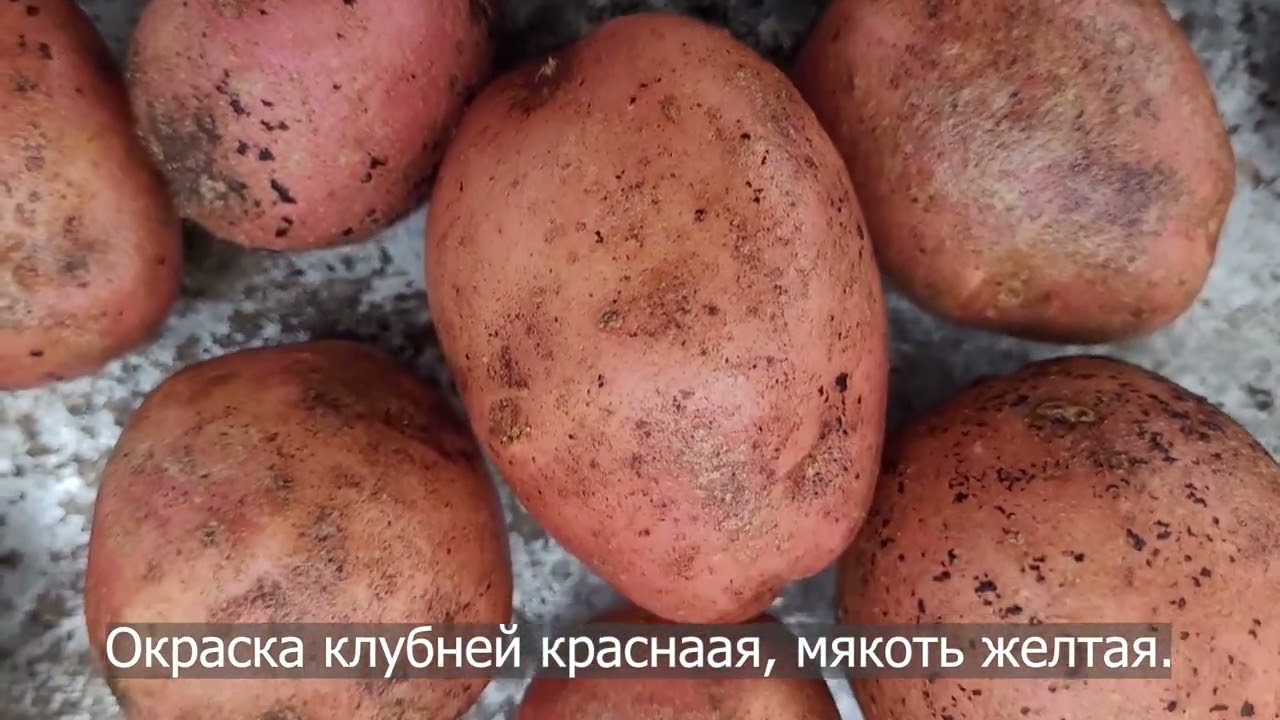 Сорт картофеля Ред Скарлетт. Potato seeds Red Scarlett.