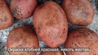 Сорт картофеля Ред Скарлетт. Potato seeds Red Scarlett.