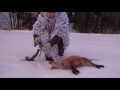 Fox calling and badger hunt, Lokkjakt på rev og grytjakt på grävling