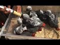 breeders of african grey parrots |african grey parrots documentary