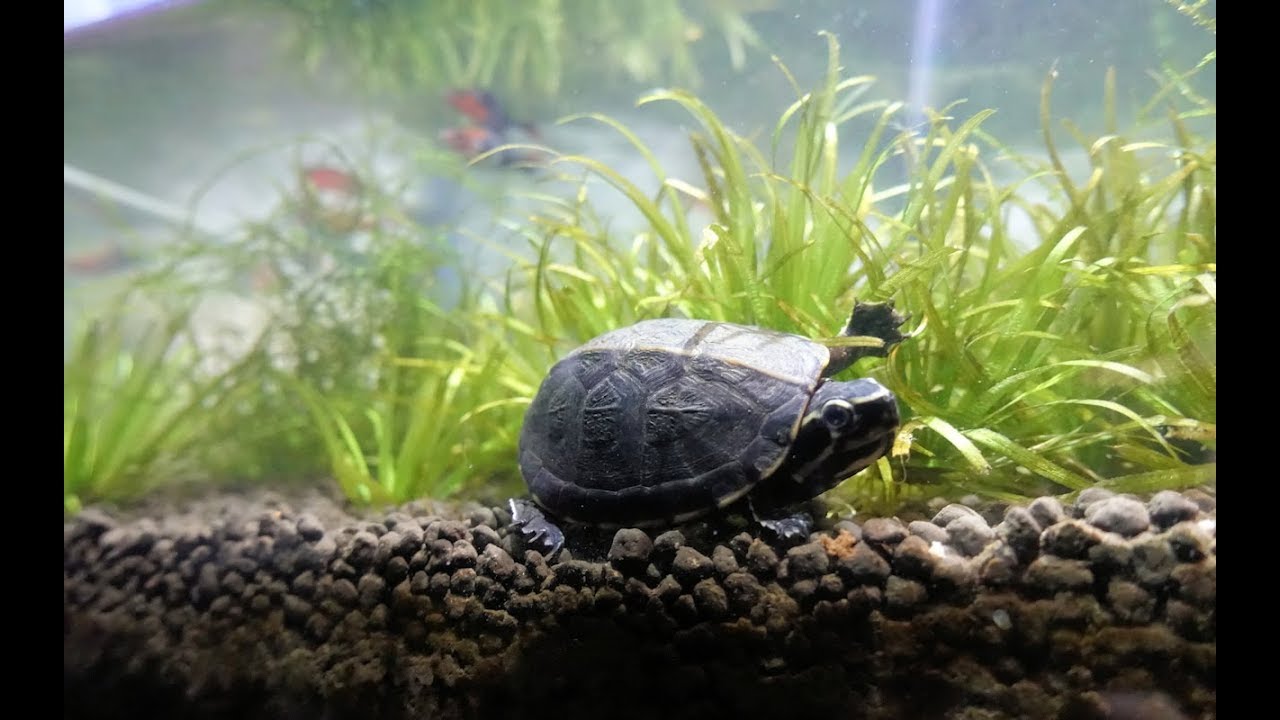 turtles that stay small forever