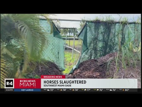 Horses slaughtered in SW Miami-Dade