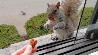 Bram the squirrel is the male version of Cutie by Squirrels at the window 8,921 views 1 month ago 3 minutes, 16 seconds