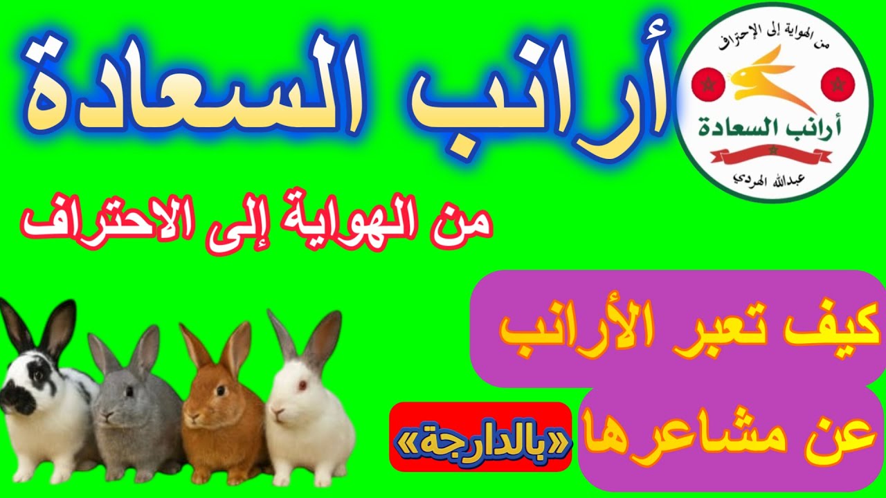 الفيديو رقم (28)  { لغة المشاعر وصدق التعبير عند الأرانب }الجزء الثاني