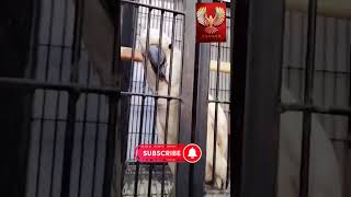 Macao parrot parrot birds youtube