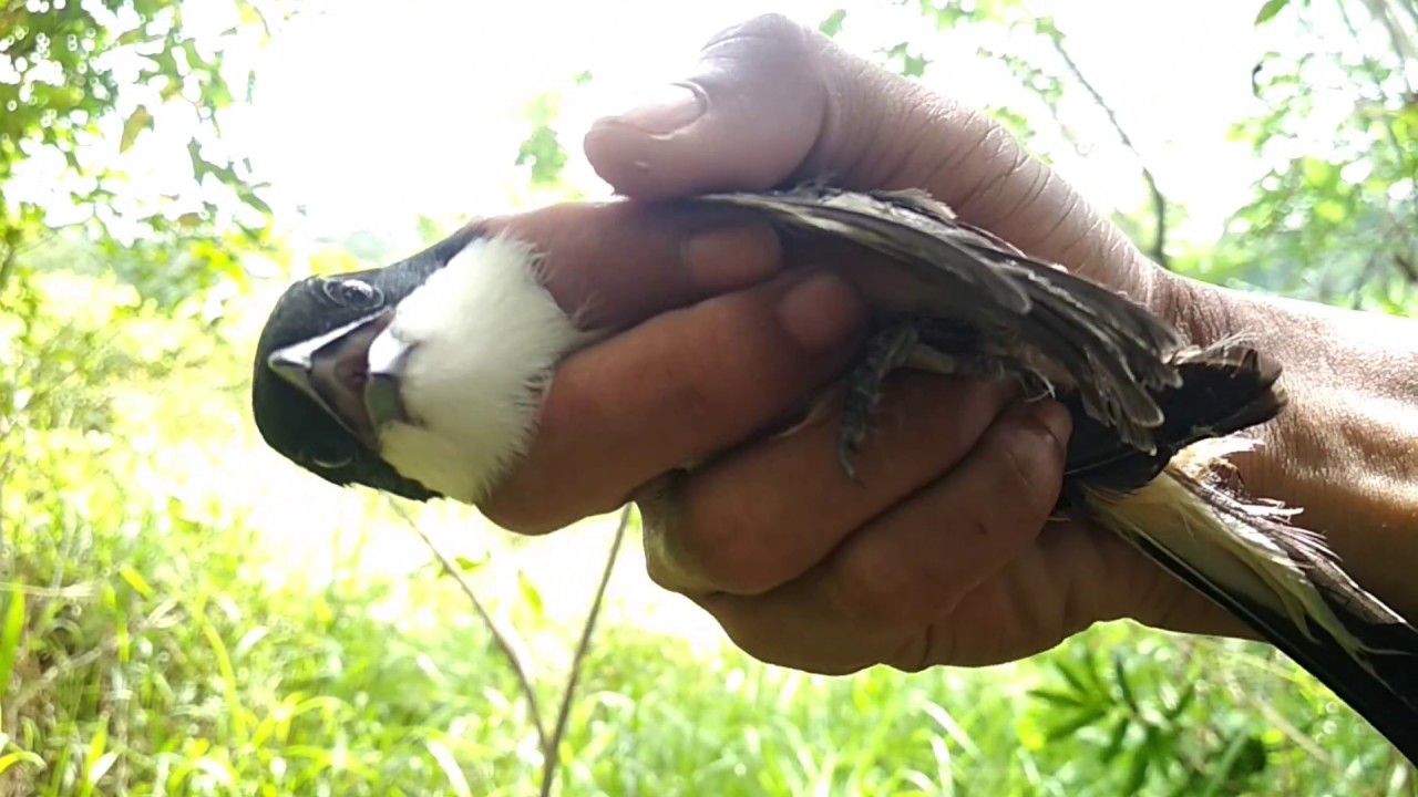 Pikat Burung Part 13(Dapat Cendet atau Pentet) 