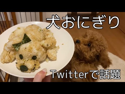 話題 博多弁 犬おにぎりを3カ月の愛犬が見守るなか作ってみた Youtube