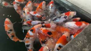 Koi breeding sanke 2023