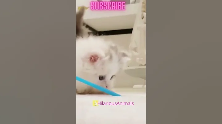 Watch the video about #5 🥰Isn’t she the most beautiful Munchkin Cat ever! #shorts #cutecat #funnycat | HILARIOUS ANIMALS