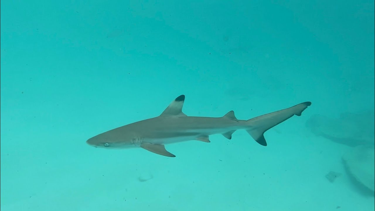 Sharkline Marine — Koh Phi Phi Boat Tour