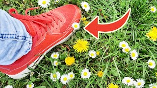 While picking dandelions, be careful! A powerful plant is under your feet