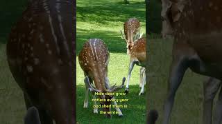 Discovering Fascinating Deer Facts: From Antlers to Athleticism