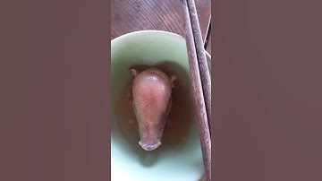 #shorts 👉 Heo rừng con hầm thuốc bắc🐖