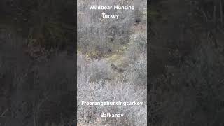 Wildboar Hunting in Turkey