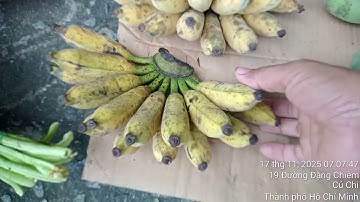 Chuối sứ lùn nhà Em đây ạ tại củ Chi TP HCM Zalo 0981354056 @ Quân 