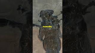 “Fossilized Terror: The Giant Dinosaur Spider Unearthed in Australia!”