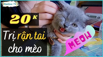 Hướng Dẫn Chữa Trị Dứt Điểm Rận Tai Cho Mèo ĐƠN GIẢN Và TIẾT KIỆM Nhất | #BummbeeTV