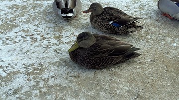 Black Duck Parked and Waiting 🦆🅿️🌽