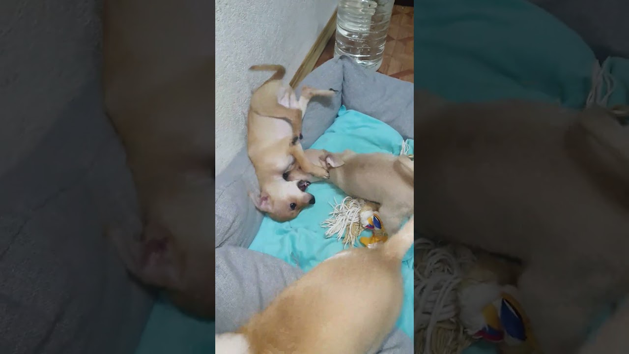 Angry Chihuahuas Fight Club | ACFC | Fight Night №19