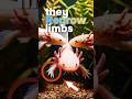 Top 3 Animals That Can Regrow Body Parts #shorts