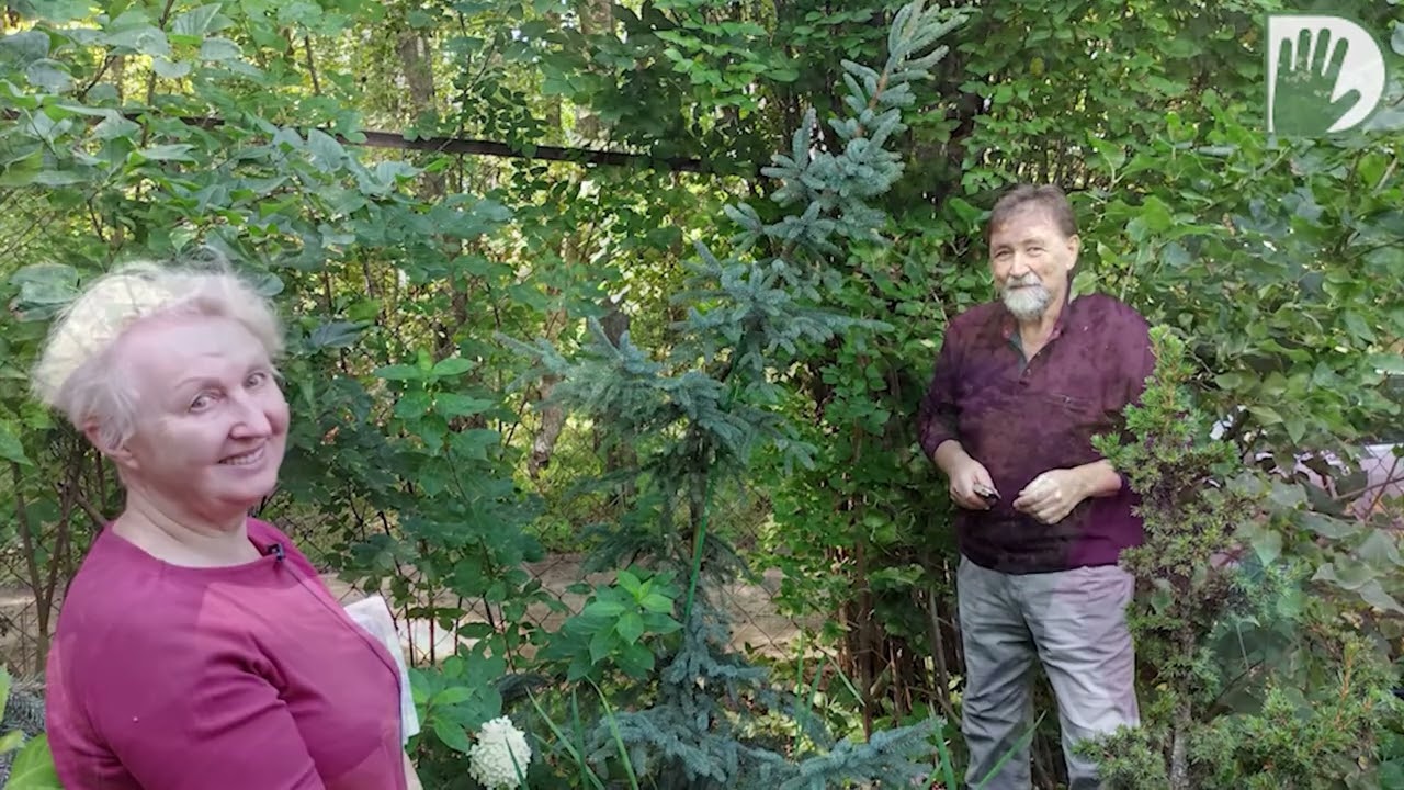 Видео журнал «Сады в отличной форме №69» САД  Л.Виноградовой. Обсуждаем хвойные  с И. Чекуновым.