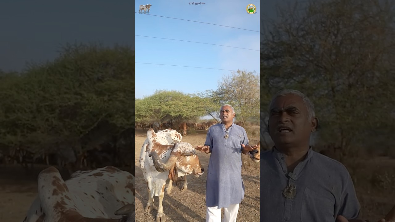 गौपालन: आस्था से आत्मनिर्भरता तक का सफर ! 🚩  | Gir Gau Jatan | Rameshbhai Rupareliya