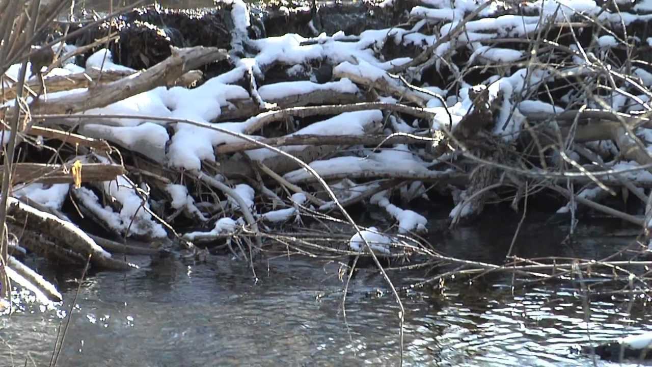 beaver pond campground reviews Beaver Dams