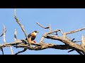 HBT - Falco deiroleucus - Orange-breasted Falcon