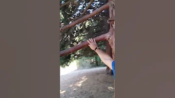 Мамонтово дерево, секвойядендрон