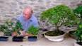 The Intriguing World of Bonsai: Miniature Masterpieces of Nature ile ilgili video