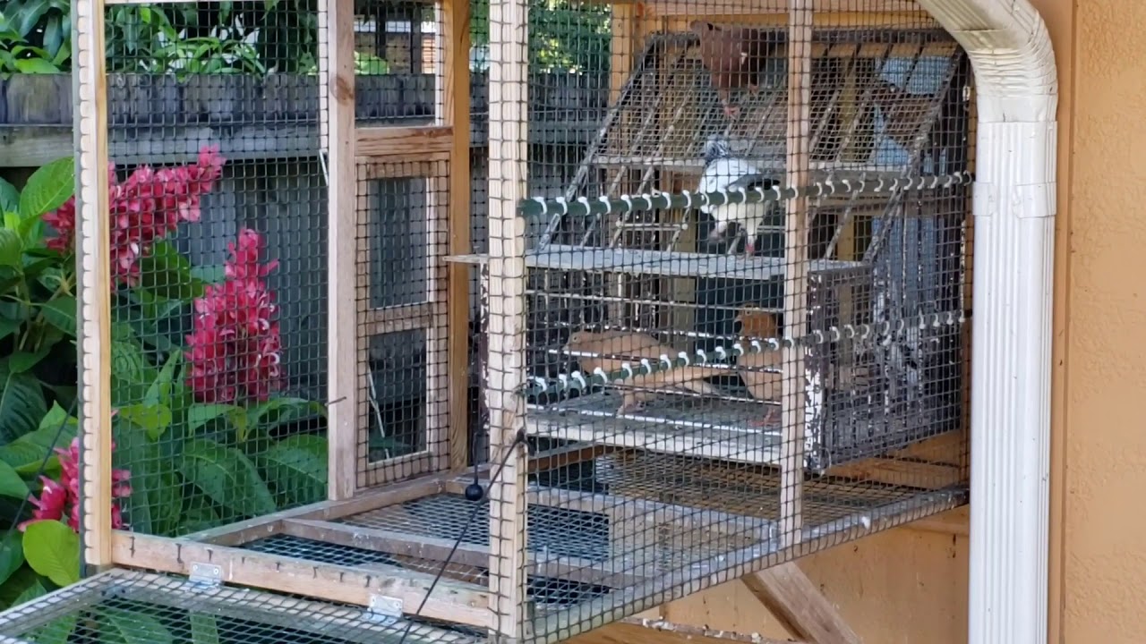 04 07 20 This Is What Matters Tippler Pigeons YouTube 04-07-20-this-is-what-matters-tippler-pigeons-youtube