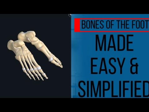 Bones Of The Foot Anatomy - YouTube