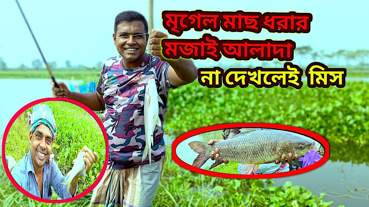 মৃগেল মাছের খাড়া টান।