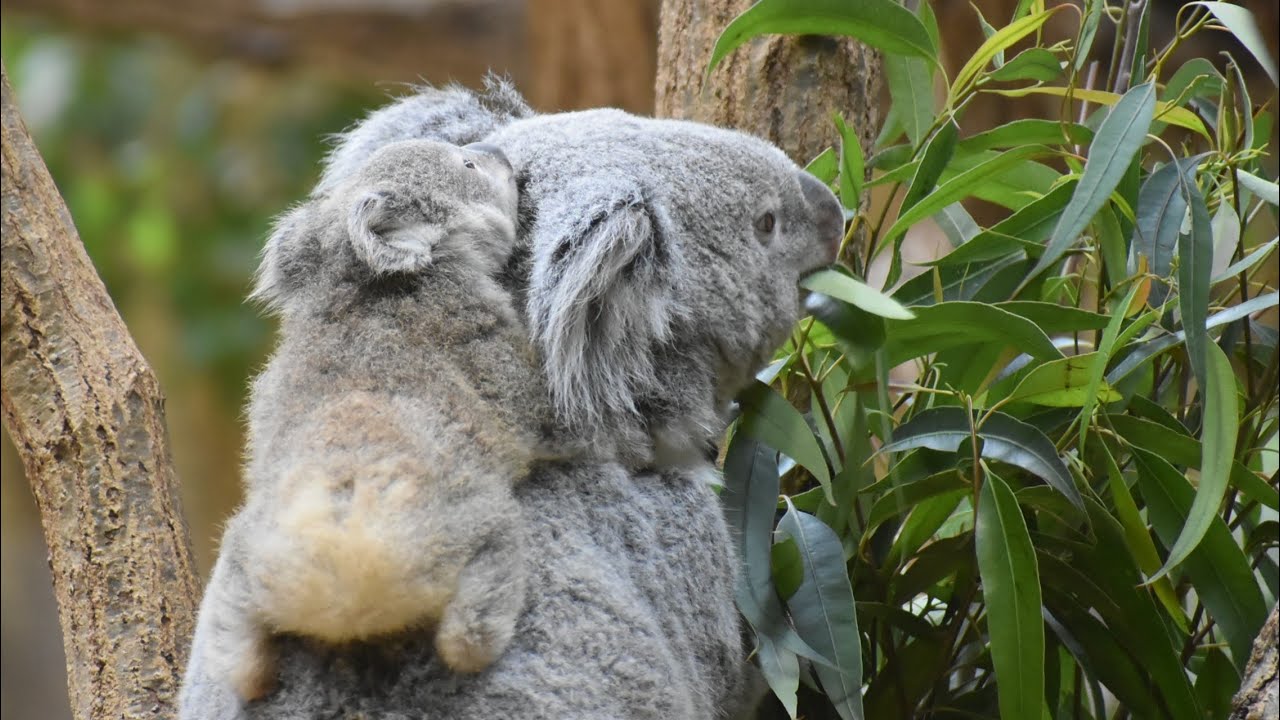 東山動植物園公式】ななみの赤ちゃん3（お尻）（2022.11.23撮影